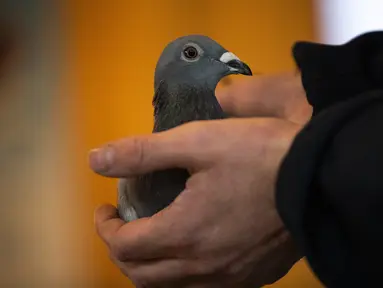 Karyawan Pipa, balai lelang Belgia untuk merpati balap, menunjukkan merpati bernama New Kim setelah dilelang di Knesselare pada 15 November 2020. Burung merpati berusia dua tahun itu menjadi burung termahal dengan harga mencapai Rp 26 miliar yang dibeli oleh miliarder China (AP Photo/Francisco Seco)