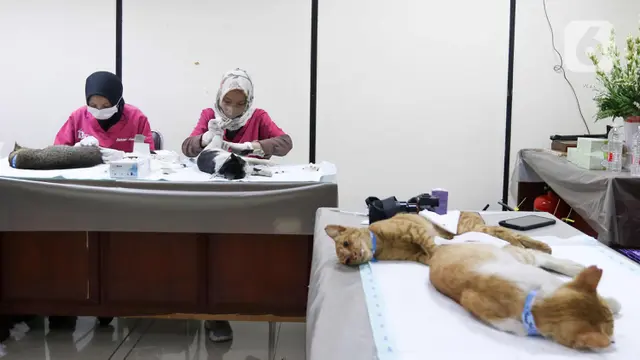 Melihat Sterilisasi Ratusan Kucing di Jakarta