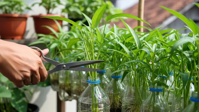 Trik Sukses Menanam Kangkung di Botol Bekas agar Daunnya Lebat, Cepat Dipanen untuk Konsumsi Harian