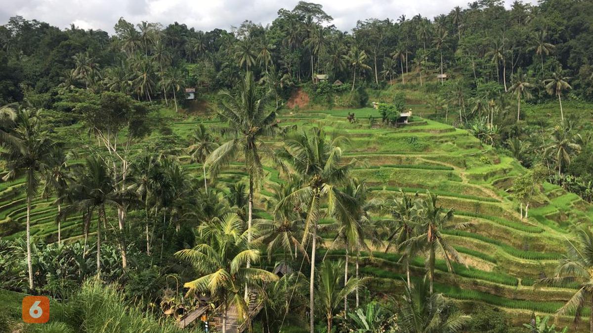 Berita Tegallalang Rice Terrace Hari Ini - Kabar Terbaru Terkini ...