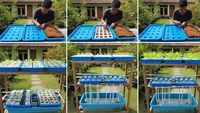 7 Cara Membuat Hidroponik dari Nampan Bekas Tanpa Listrik, Mudah Perawatan bagi Pemula