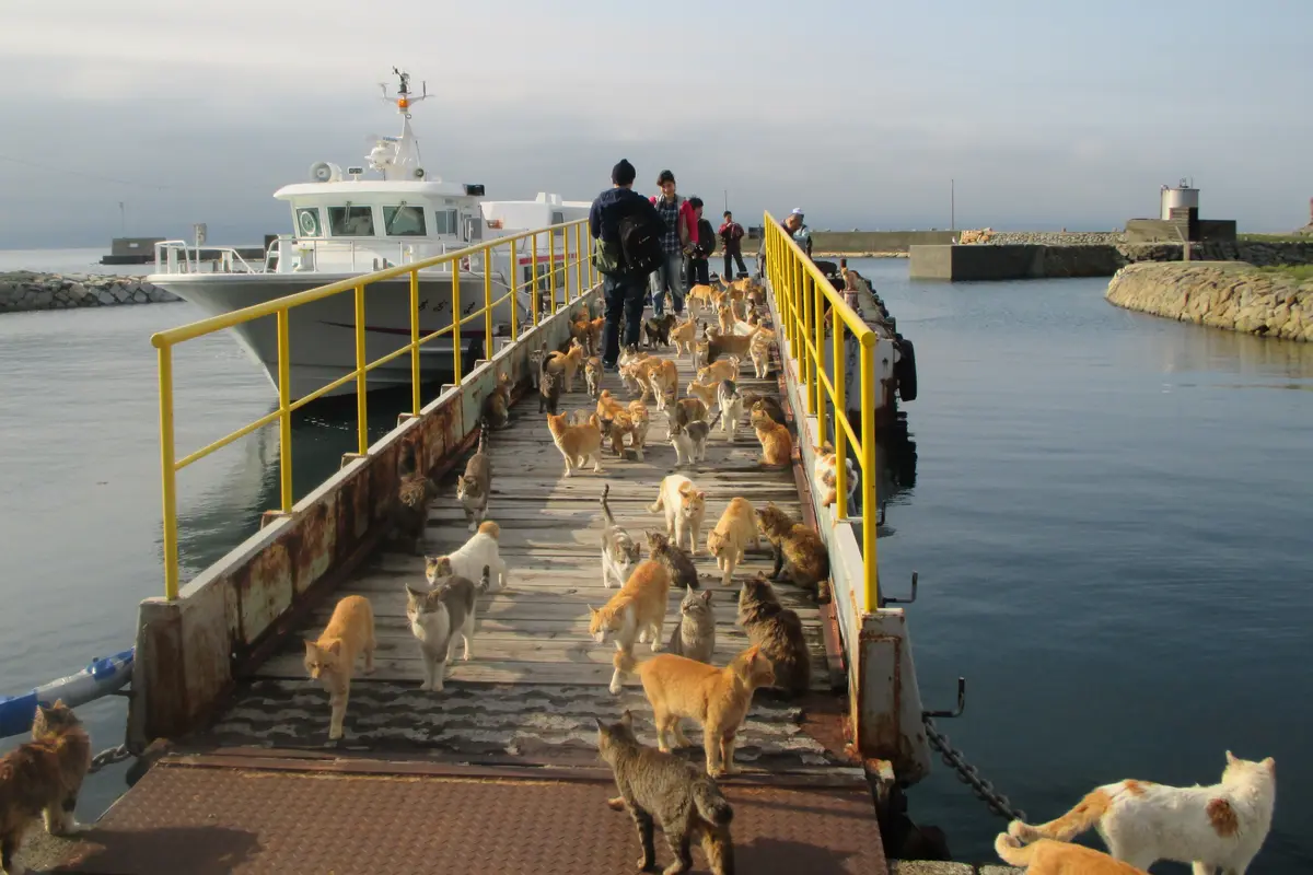 Misteri Kematian Aneh Kucing-Kucing di Pulau Kucing Jepang Mulai Tersibak