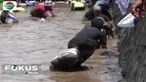 Puluhan warga langsung turun ke kolam setelah panitia melepas tiga kuintal ikan lele di Desa Sukosari, Kecamatan Jatiroto, Lumajang.