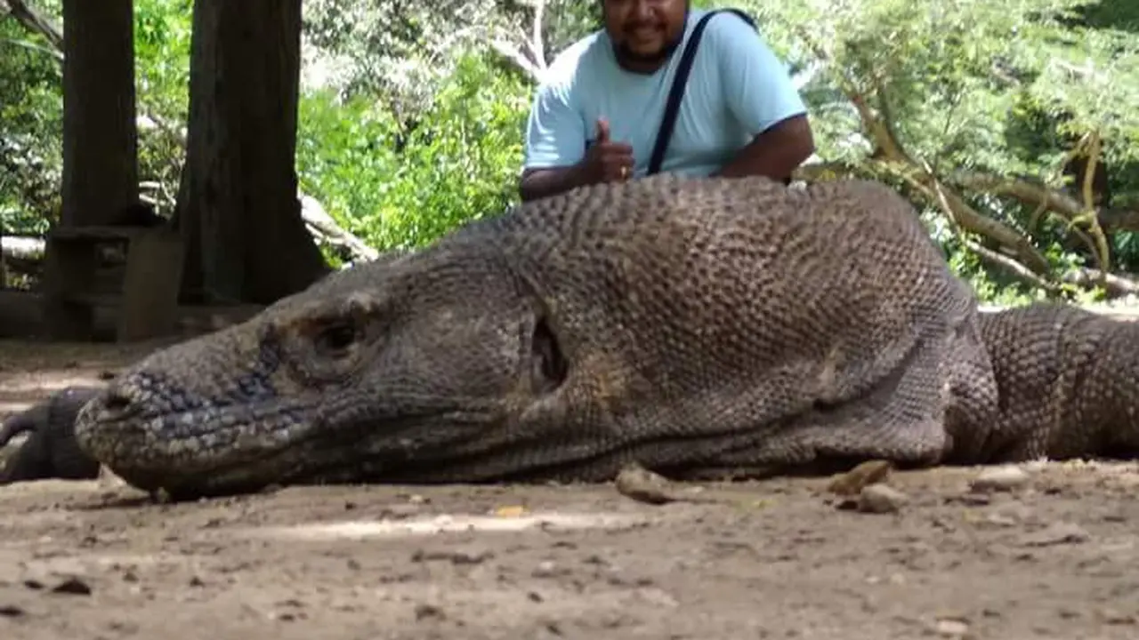 Wisata Komodo