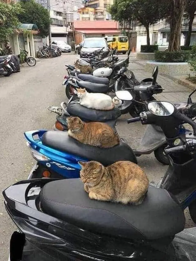 7 Potret Kocak Kucing saat Kumpul Bareng Ini Bikin Meringis