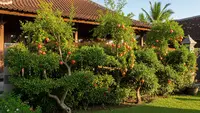 8 Pohon Buah yang Bisa Jadi Pagar Alami Anti Hewan Pengganggu, Penghalau Hama