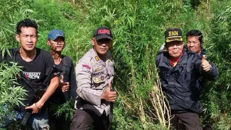 Polisi Temukan 1200 Batang Ganja Siap Panen di Sumsel 