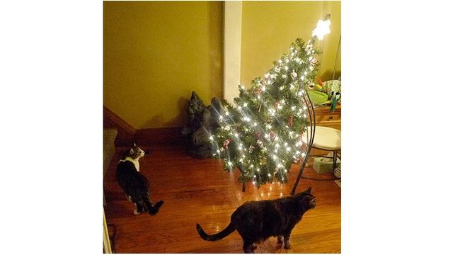 8 Potret Tingkah Kucing Merusak Pohon Natal, Bikin Tepuk Jidat