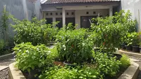 8 Tanaman Pendamping Cabai yang Cocok untuk Teras Rumah, Bisa Jadi Hiasan