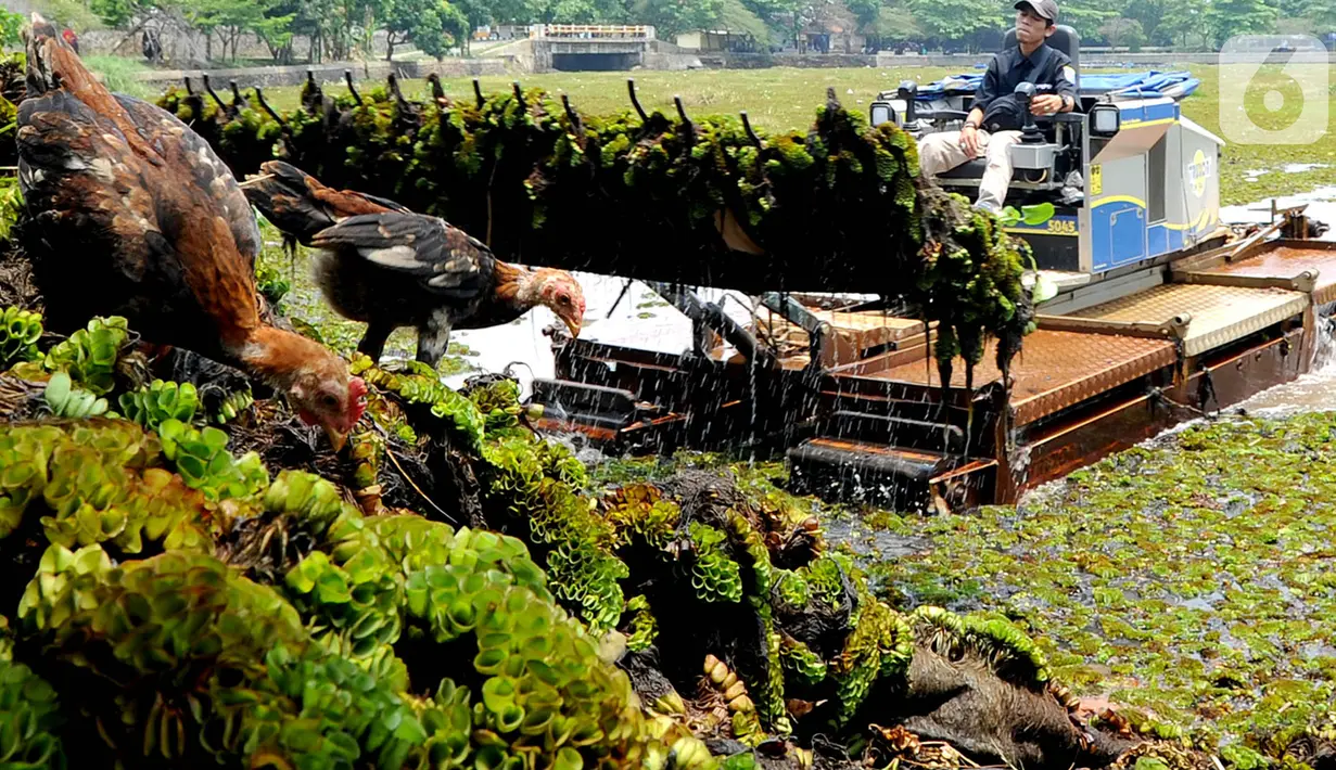Petugas membersihkan tumbuhan air dengan alat amfibi Truxor di Setu Sawangan Depok, Senin (11/11/2019). Upaya revitalisasi dan normalisasi Setu Sawangan-Bojongsari diharap segera terealisasi agar dapat meningkatkan kunjungan wisatawan dari dalam maupun luar Kota Depok (merdeka.com/Arie Basuki)