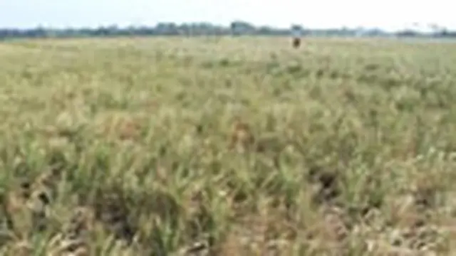 Ribuan Hektare Sawah Gagal Panen di Indramayu