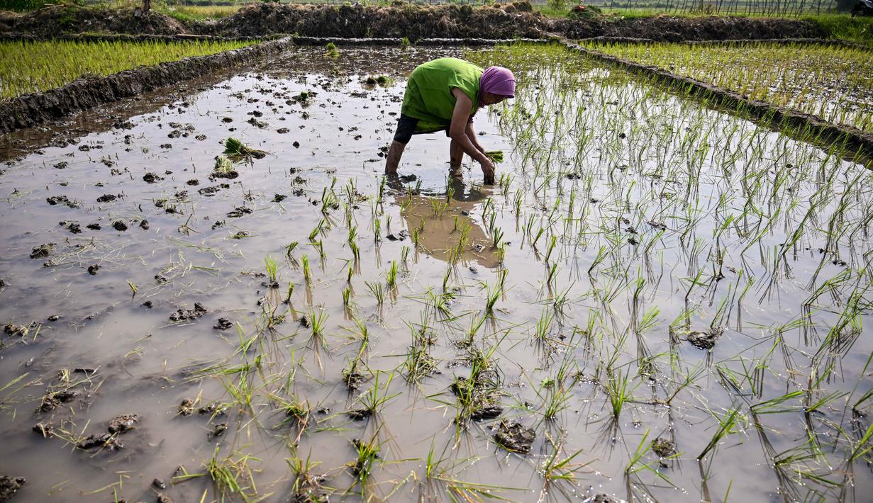 Seorang petani menanam bibit padi di Sidoarjo, Jawa Timur, Rabu 3 Juni 2026. (JUNI KRISWANTO/AFP)