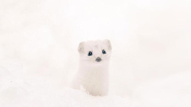 Mengintip 6 Hewan Lucu di Pulau Hokkaido