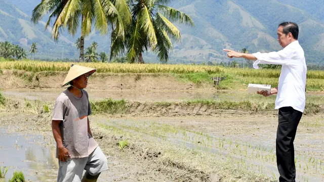 Presiden Joko Widodo atau Jokowi melihat panen raya padi di Desa Pandere, Kecamatan Gumbasa, Kabupaten Sigi, Sulawesi Tengah.