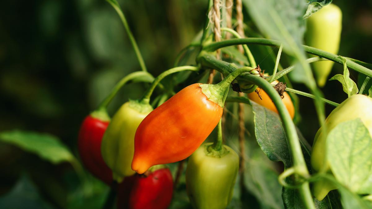 6 Jenis Cabai yang Mudah Ditanam di Kebun Rumah, Panen Melimpah