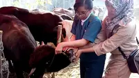 Dua orang mahasiswa kedokteran hewan ikut memeriksa hewan kurban di Kota Malang (Liputan6.com/Zainul Arifin)