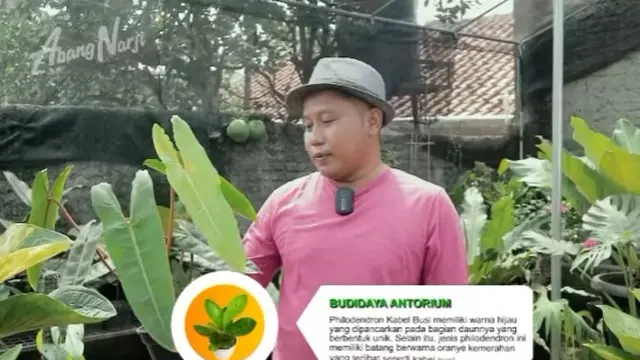 Narji Cagur