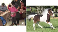 Kuda mini menjadi hewan yang membantu pasien terapi dari organisasi ini.