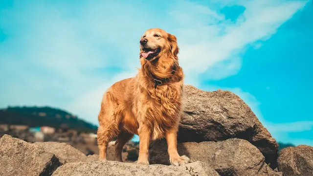 Golden Retriever