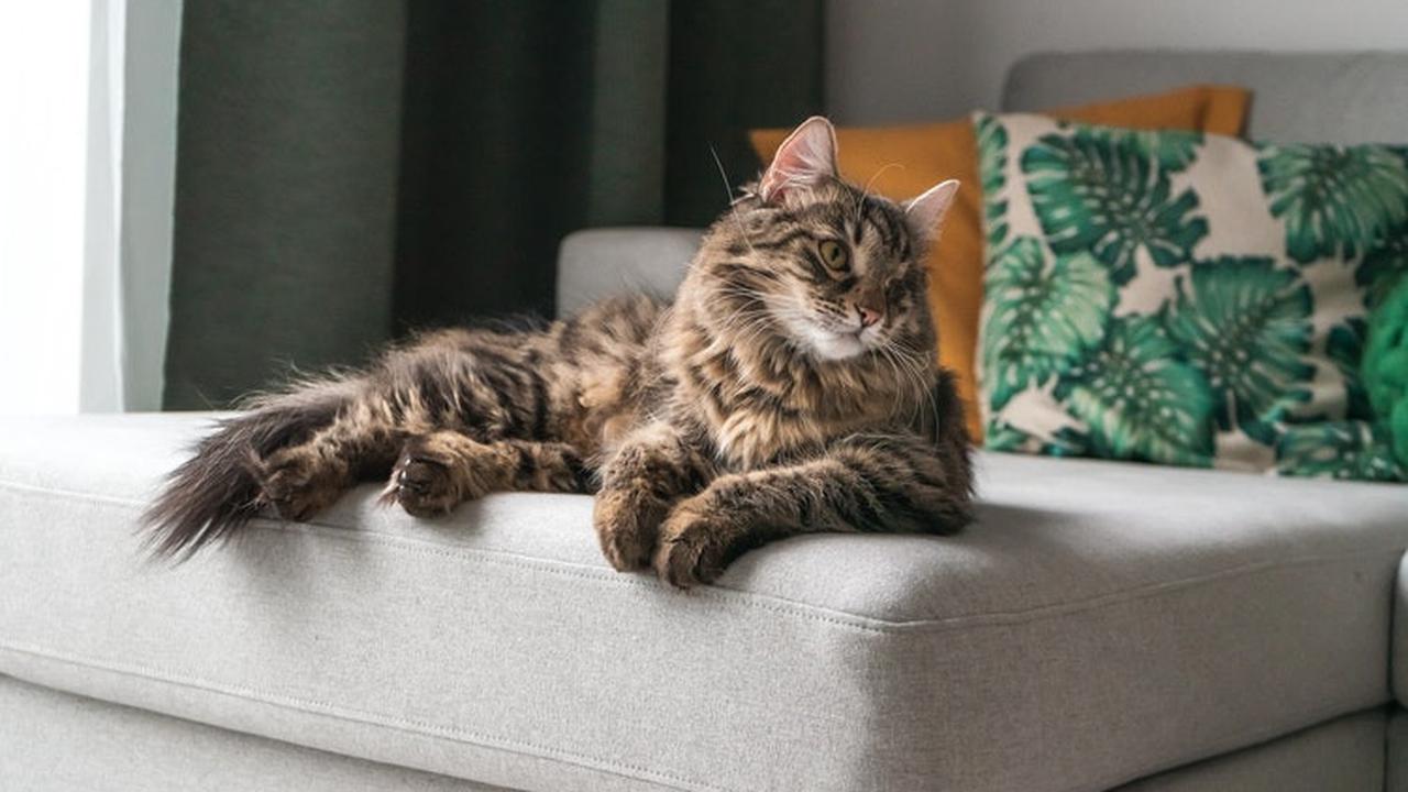 Cara Merawat Kucing Persia