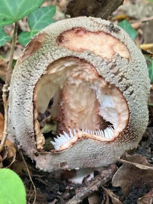 Viral Wanita Temukan Jamur Mengerikan Seperti Zombie, Ini Kata Warganet