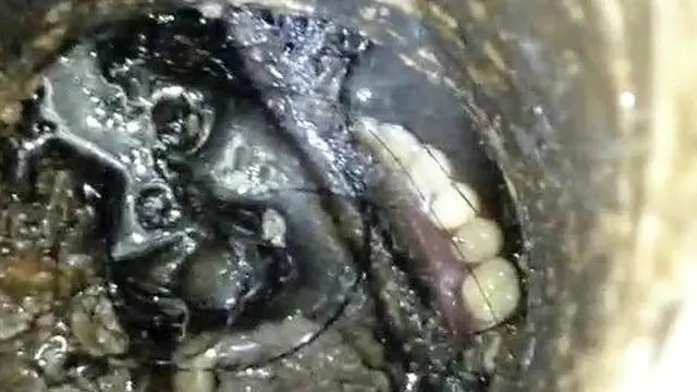 Jatuh ke Saluran Pembuangan, Petugas Damkar Bantu Evakuasi Gigi Palsu yang Copot