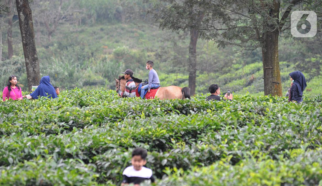 Foto Keseruan Ngabuburit Di Kebun Teh Kawasan Puncak Ramadan