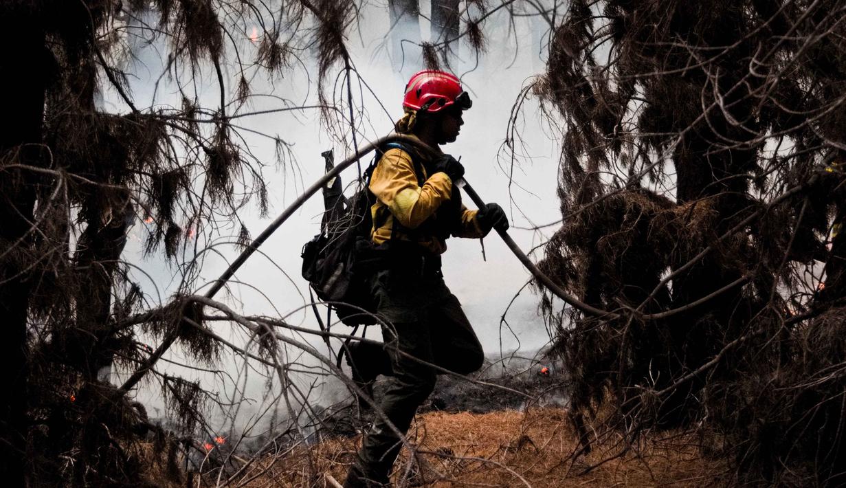 Kebakaran ini hanya berselang setahun setelah Patagonia mengalami kebakaran hutan terburuk dalam tiga dekade.Tampak dalam foto, seorang petugas pemadam kebakaran berlari sambil membawa selang air saat memadamkan api dalam kebakaran hutan di Epuyen, Patagonia, Argentina, Minggu 11 Januari 2026. (AP Photo/Nicolas Palacios)