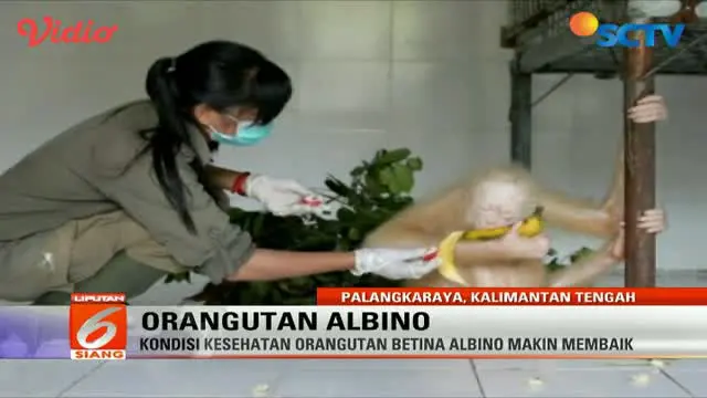 Orangutan albino yang dirawat di pusat rehabilitasi di Kalimantan Tengah kondisinya makin membaik. 