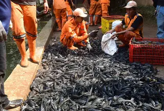 Gubernur DKI Jakarta Pramono Anung menyebutkan bahwa keberadaan ikan ini telah mencapai sekitar 60 persen dari populasi ikan di sungai-sungai Jakarta. Tampak dalam foto, Petugas Penanganan Prasarana dan Sarana Umum (PPSU) memasukkan ikan sapu-sapu ke dalam karung di kawasan Setu Babakan, Jakarta Selatan, Jumat (17/4/2026). (merdeka.com/Arie Basuki)
