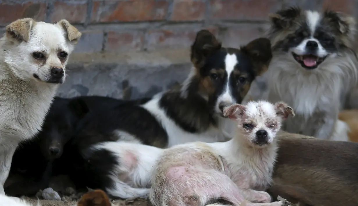 Sejumlah anjing yang berada di penampung yang dikelola Yang Xiaoyun di Tianjin, China, Rabu (8/7). Yang Xiaoyun dikabarkan telah mengeluarkan uang sebesar 48.248 USD untuk menyelamatkan 500 anjing dari toko daging anjing. (REUTERS/Kim Kyung-Hoon)