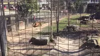 Demi Hal Sepele, Wanita Ini Nekat Melompat ke Kandang Harimau