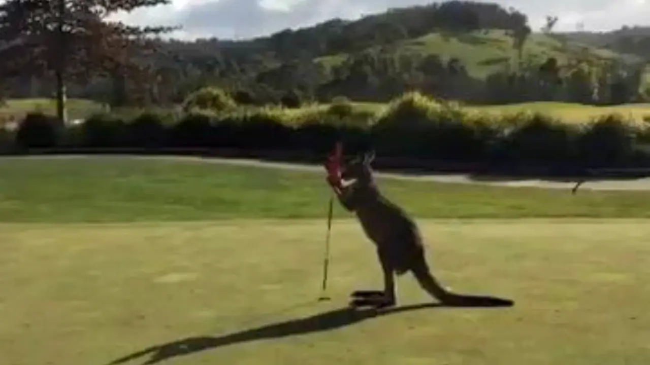 Kangguru Ini Penasaran Dengan Bendera Lapangan Golf