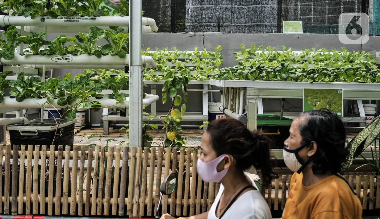 Warga melintas di depan kebun sayur hidroponik Gang Hijau RT 007/008, Kelurahan Cipinang Besar Utara, Jakarta, Rabu (9/9/2020). Selain untuk konsumsi, pada panen kedua nanti warga Gang Hijau berencana menjual hasil kebun sayuran hidroponik tersebut ke pasar. (merdeka.com/Iqbal S. Nugroho)