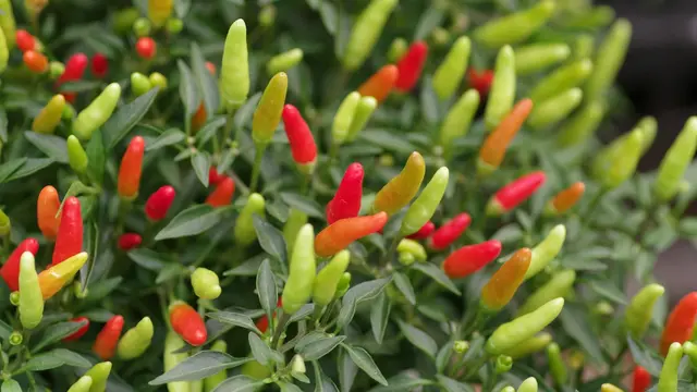 Pohon Cabai