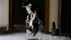 Nasib sial kucing justru tidak selalu berkaitan dengan ancaman terhadap nyawanya.