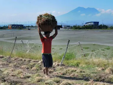 Petani membawa bawang merah hasil panen di kawasan Leces Probolinggo, Jawa Timur, Minggu (29/8/2021). Harga bawang merah di tingkat petani turun drastis dari Rp 25 ribu per kg kini hanya Rp 15 ribu per kg. (merdeka.com/Arie Basuki)