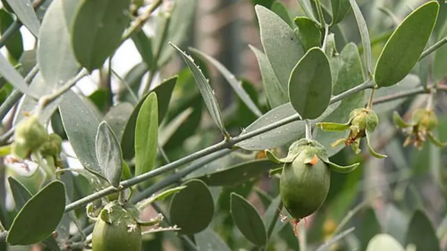 Jojoba
