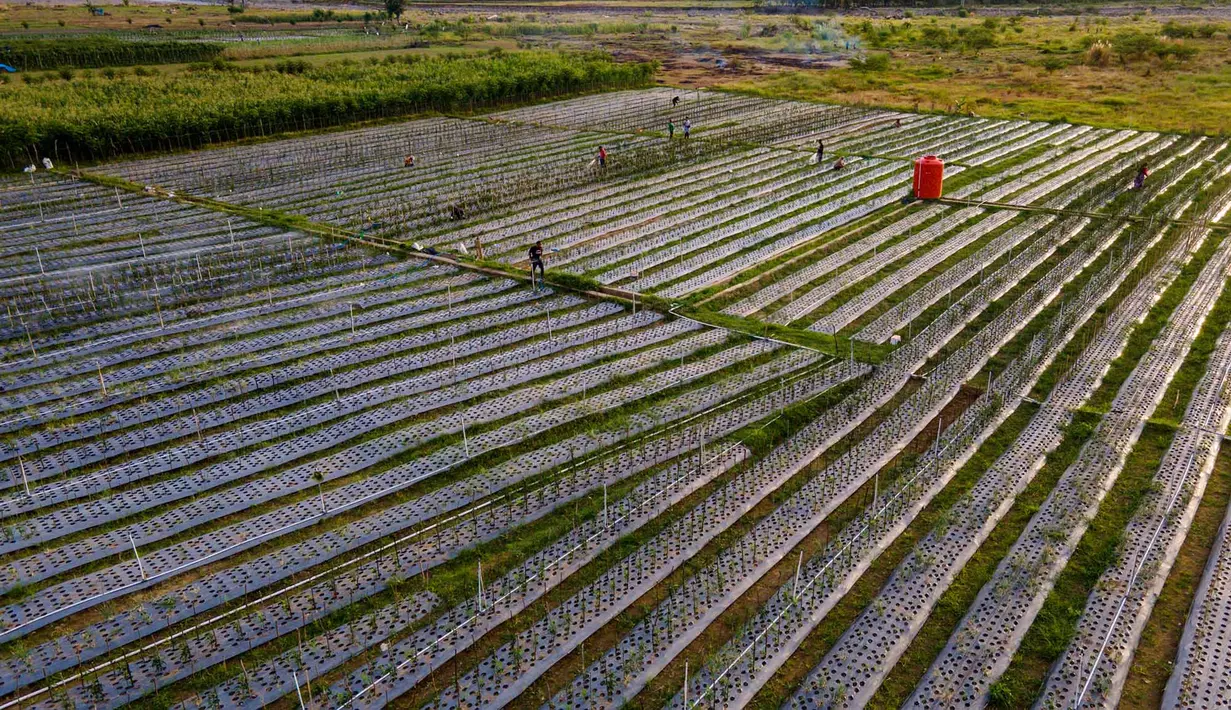 Lahan pertanian bawang merah dan cabai yang dibudidayakan di lahan bekas timbunan lumpur di Meurah Dua, Kabupaten Pidie, Aceh, Jumat , 17 Juli 2026. (AFP/ Chaideer Mahyuddin)