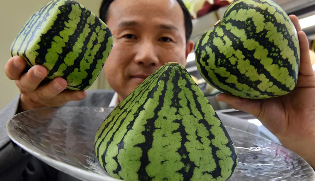 Mototaka Nishimura, seorang manajer dari toko buah mewah Shibuya Nishimura, saat memperlihatkan semangka berbentuk kotak, piramida dan hati di Tokyo, Jepang, 1 Juli 2015. (AFP PHOTO/Toru Yamanaka)