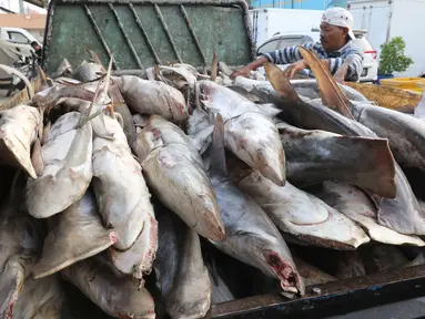 Pekerja tengah menurunkan ikan hiu di Muara Angke, Jakarta, Kamis (7/6). Data Kementerian Kelautan dan Perikanan (KKP) menunjukkan selama 15 tahun terakhir terjadi penurunan populasi ikan hiu hingga 28 persen di Indonesia. (Liputan6.com/Angga Yuniar)
