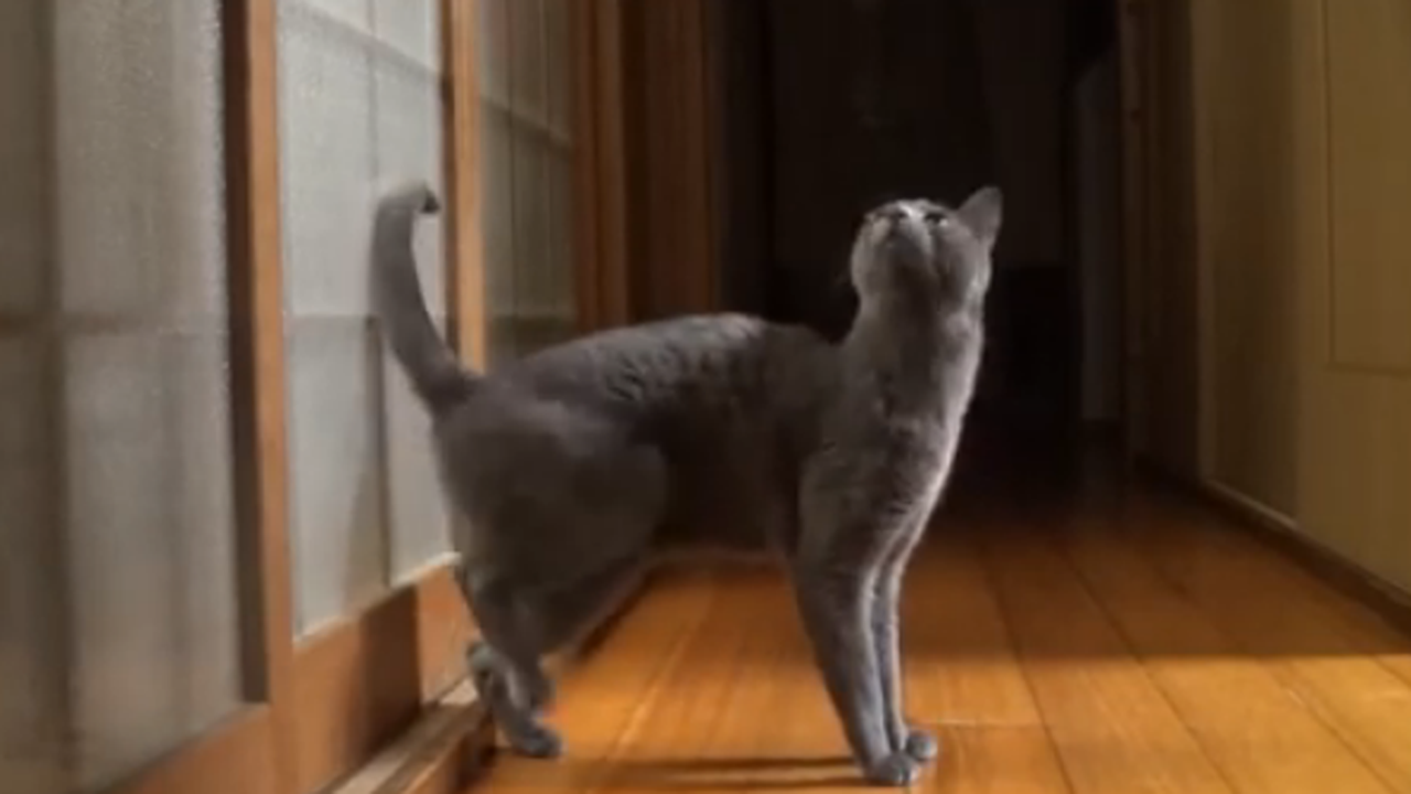 Kucing mengetuk pintu. (Youtube)