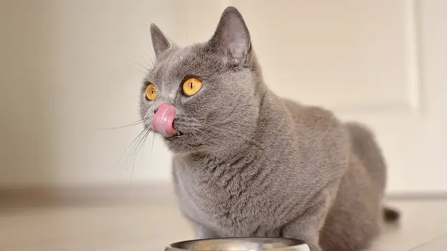 Lidah Kucing