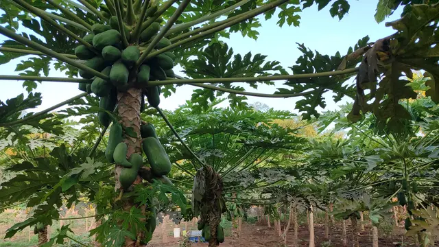 Pohon pepaya kalifornia di Pancor Emas, Pasuruan