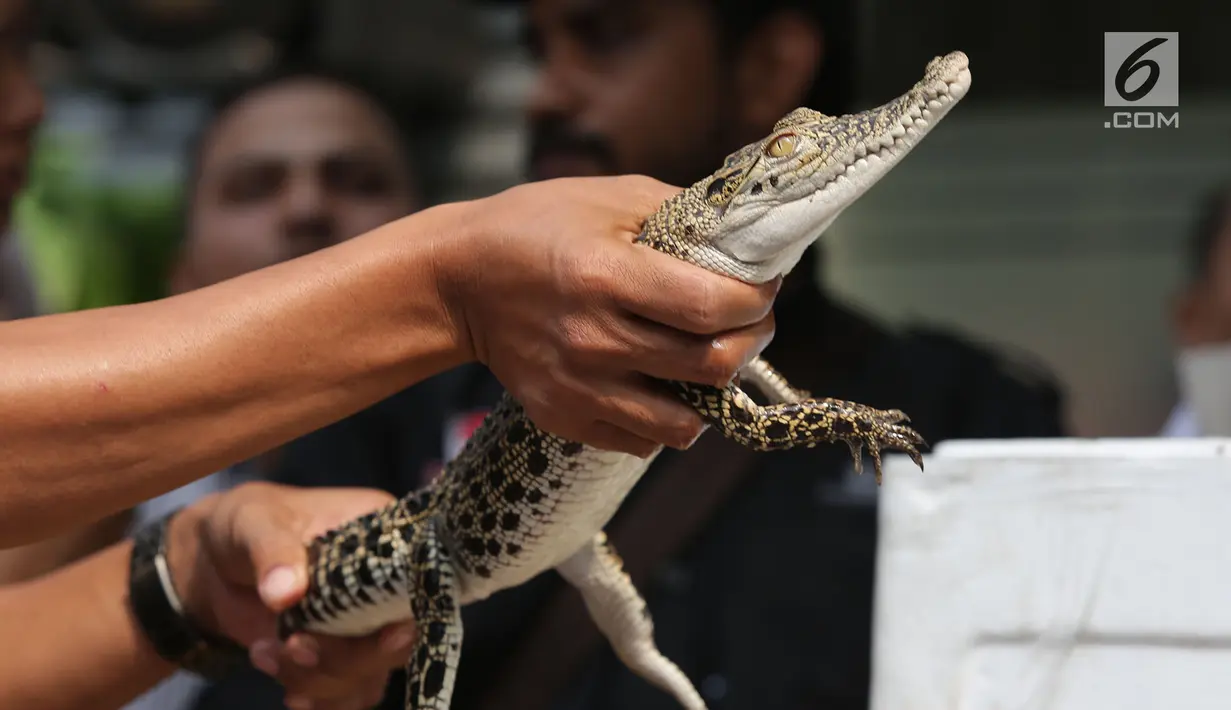Polisi menunjukkan buaya muara saat rilis kasus perdagangan satwa dilindungi di Polda Metro Jaya, Jakarta, Rabu (26/9). Polisi mengamankan dua ekor buaya muara. (Merdeka.com/Imam Buhori)