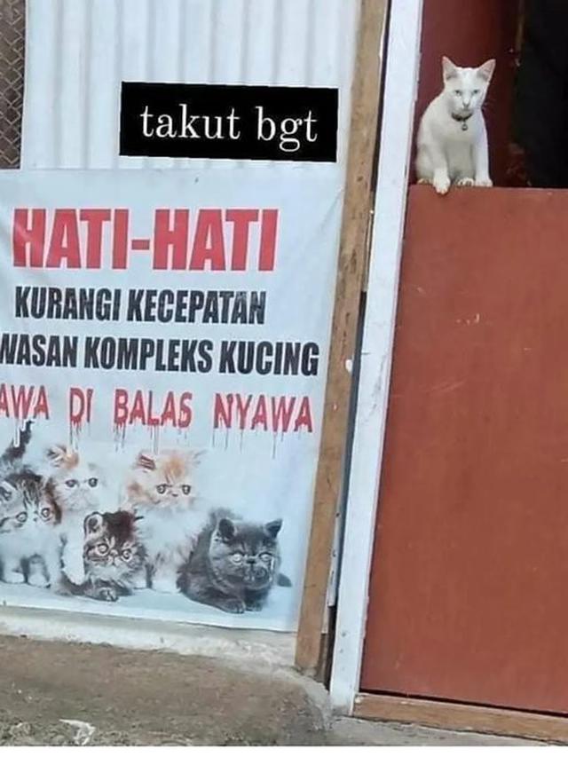 6 Imbauan Libatkan Kucing Ini Nyeleneh Banget, Bikin Heran