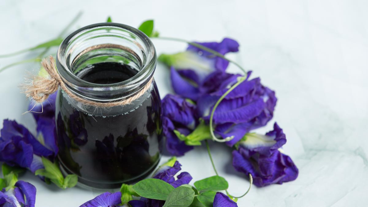 Цветы ставить в холодную или теплую. Butterfly Pea Tea напиток. Бабочка горох цветы чай.