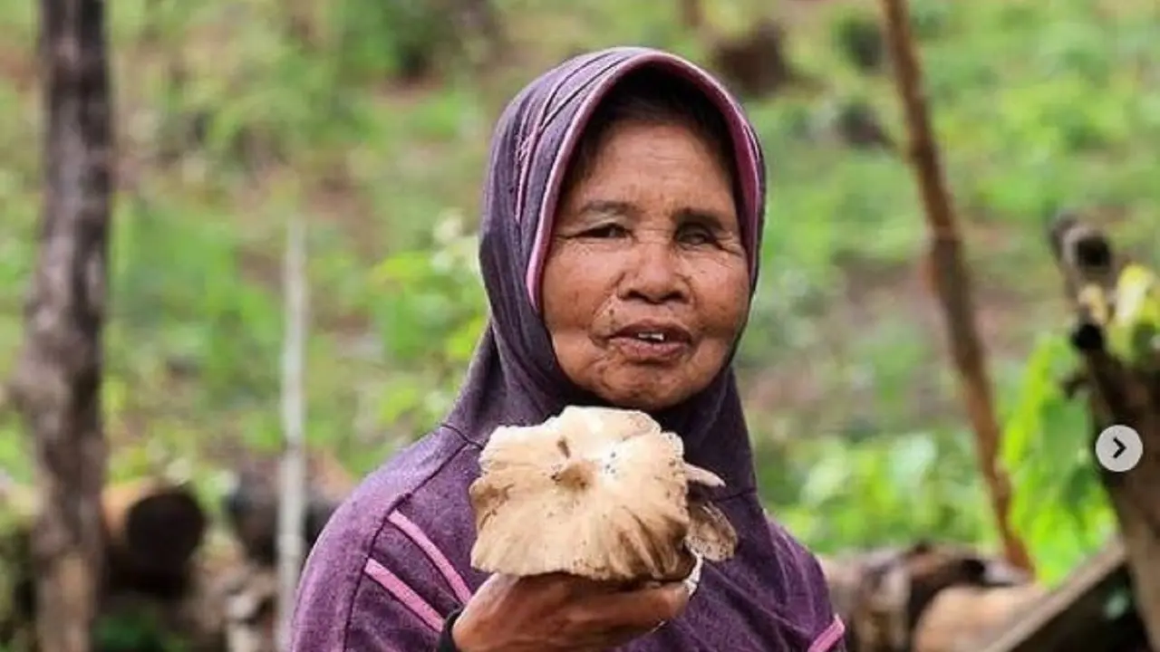 Jamur bulan