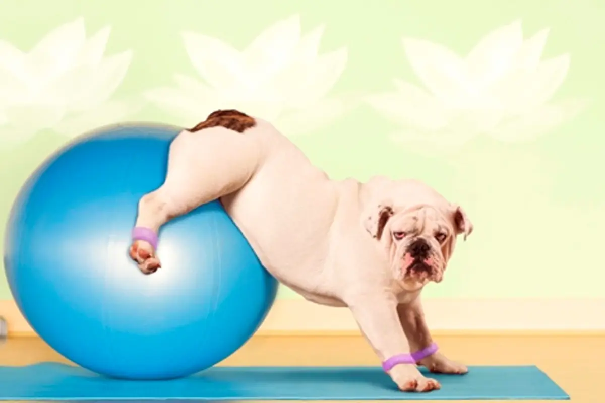 [Bintang] Menuju Sehat dengan Pilates Bersama Anjing, Mau?
