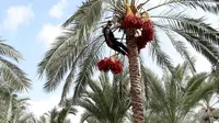 Petani memanjat pohon kurma untuk memetik buahnya di sebuah perkebunan di Deir el-Balah, Jalur Gaza pada 1 Oktober 2020. Musim panen kurma biasanya dimulai awal Oktober, setelah musim hujan pertama. (AP Photo/Adel Hana)